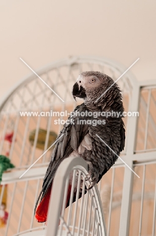 African Grey Parrot on cage