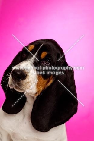Basset Hound cross Spaniel puppy on a pink background