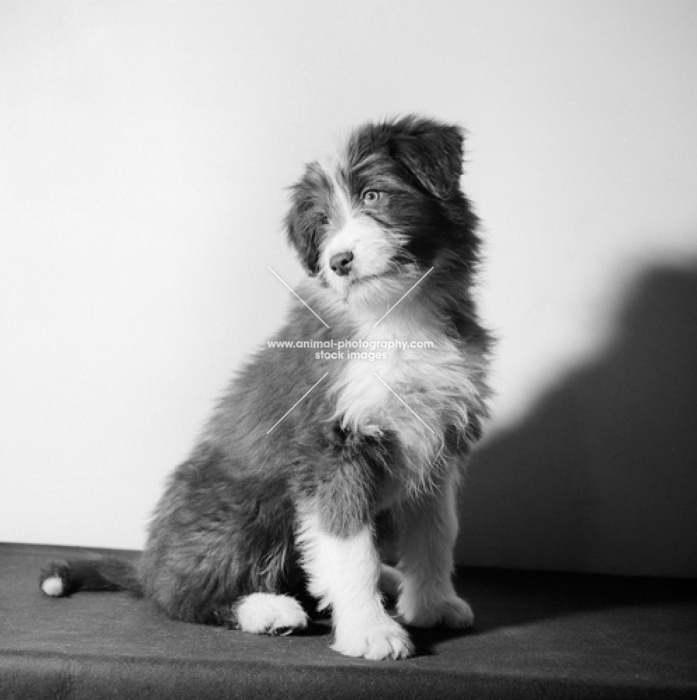 Willison's barrapol at 3 months bearded collie puppy sitting