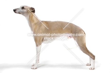 Fawn & White Trim Australian Champion
Whippet