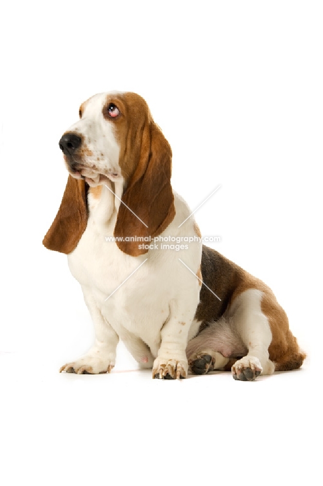 basset hound thinking