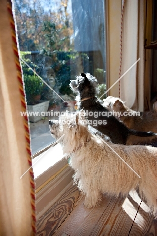three terrier mixes looking out window together