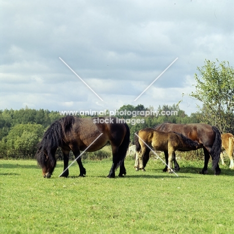 north swedish mares, one with foal suckling, in sweden,