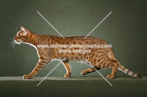 Ocicat walking on green background