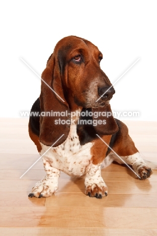 tri colour Basset Hound sitting down on wooden floor