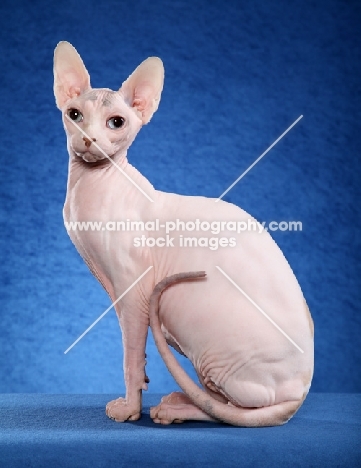 Sphynx cat on blue background