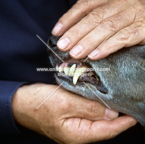 checking a lurcher's teeth