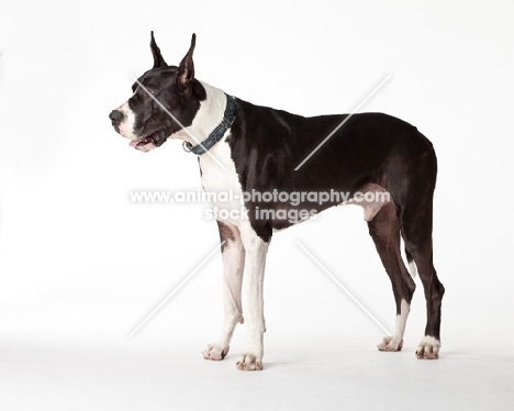 black and white Great Dane