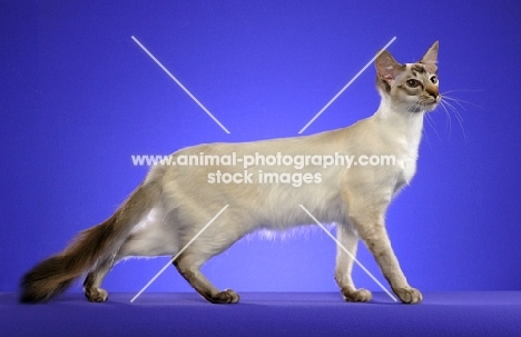 side view of a Balinese cat