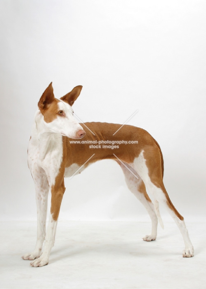 Australian Champion Chestnut & White Ibizan Hound, looking away