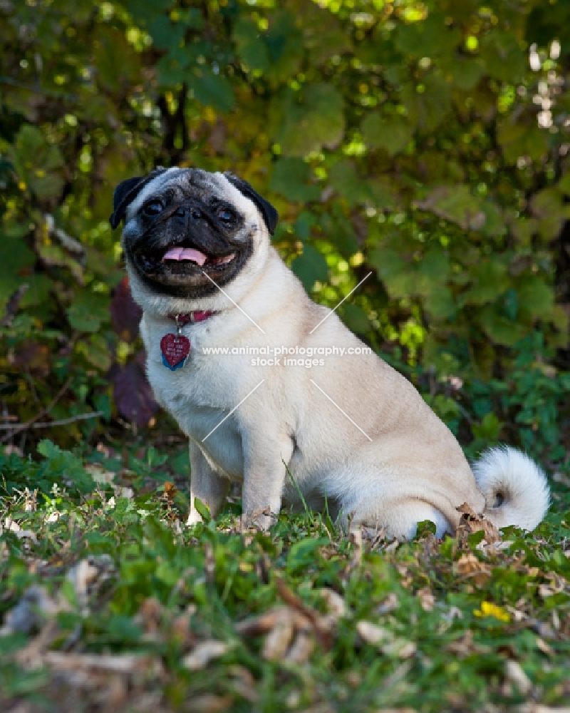 pug sitting down