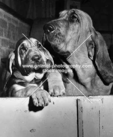 young and older Bloodhound