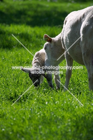 Swifter ewe smelling lamb