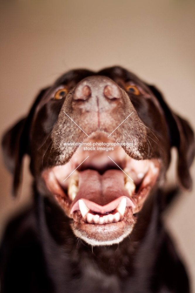 Chocolate Labrador smiling