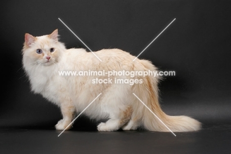 red point and white Ragamuffin on grey background