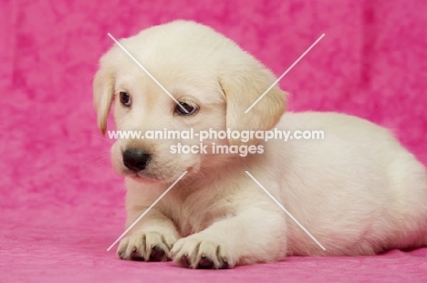 Golden Labrador Puppies on a pink background