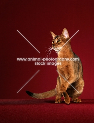 Abyssinian