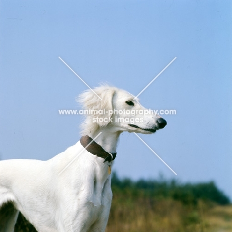 geldara amrita, saluki portrait against blue sky