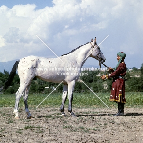 sumbul, lokai stallion at dushanbe, handler traditional clothing