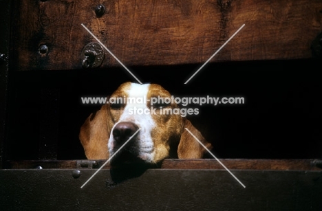 foxhound looking out of hound trailer at the hound show, peterborough, 