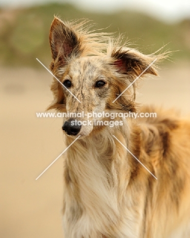 Silken Windhound head study