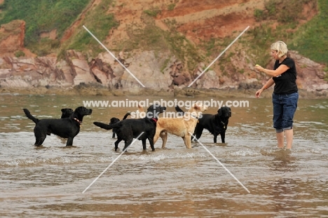 a pack of labradors paddling on the beach with owner