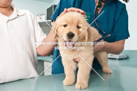Golden Retriever puppy at the vets