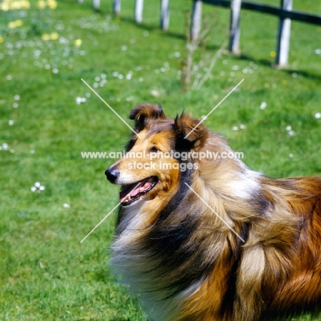 rough collie smiling,