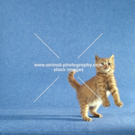 red tabby long hair kitten jumping up