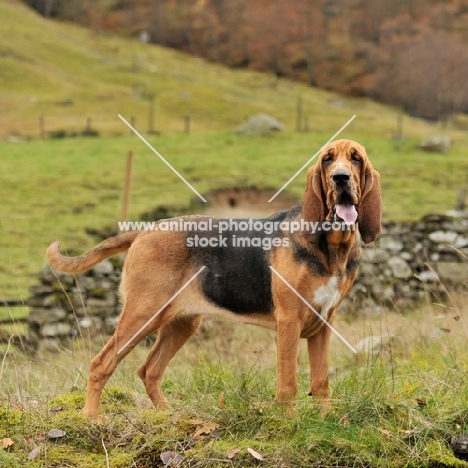 black and tan bloodhound on a scottish hillside
