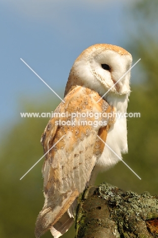 european barn owl (tyto Alba)