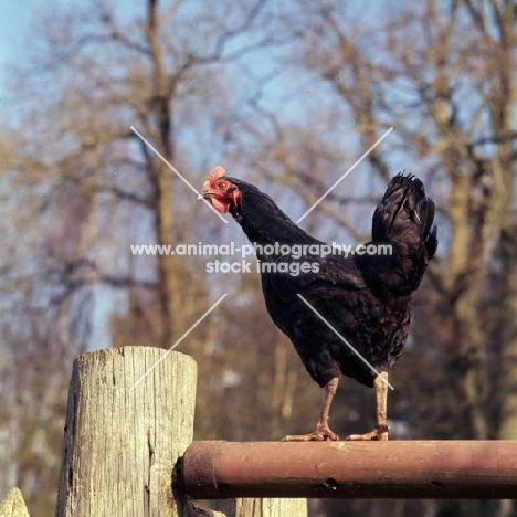 chicken on fence