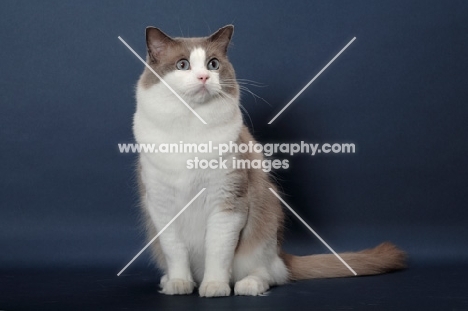 Blue Point Bi-Color Ragdoll sitting on blue background