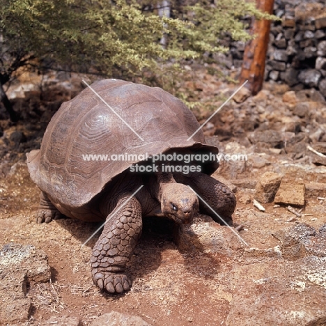 galapagos tortoise at the darwin station, santa cruz island, galapagos 