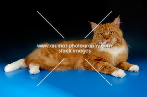 maine coon, red and white tabby cat