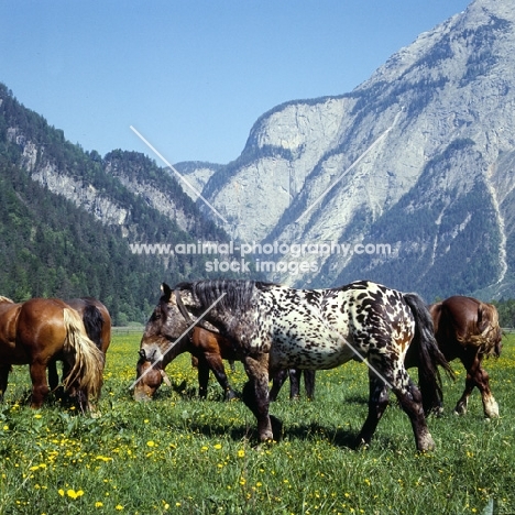 736 jaggler-nero x, noric horse in group in  austria