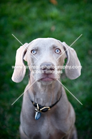 weimaraner in grass