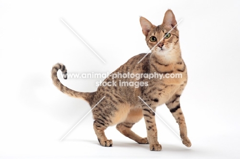 female Savannah cat on white background