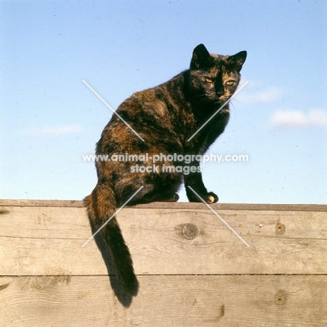 tortoiseshell non pedigree cat on a fence