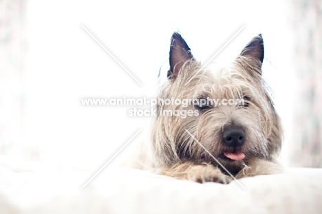 Shaggy wheaten Cairn terrier lying on bed, stretching with tongue sticking out.