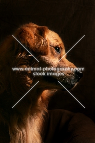 Golden Retriever on black background