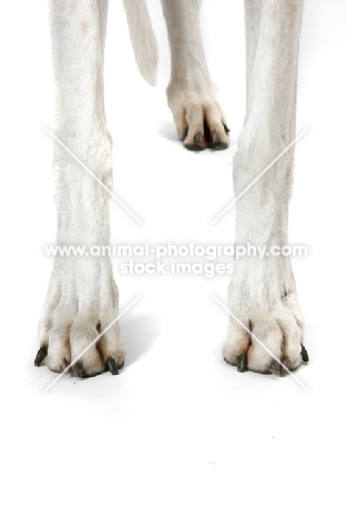 Greyhound legs
