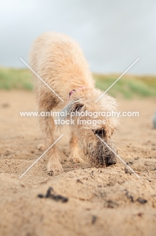Lurcher smelling sand on beach