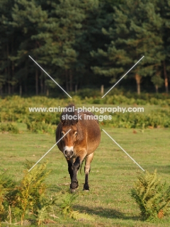wild Exmoor pony walking