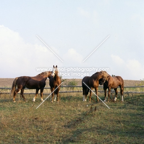 Tito Naesdal, Hjelm, Martini, Rex Bregneb, Frederiksborg stallions  reacting together