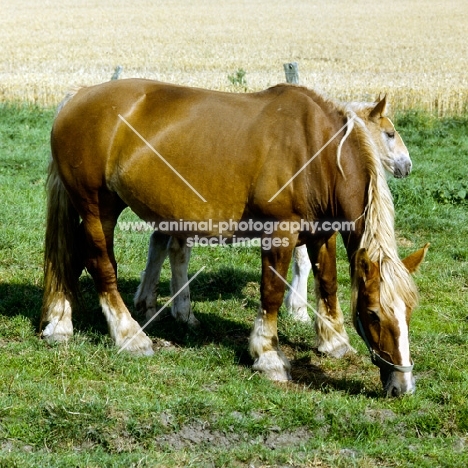 schleswig mare grazing with her  foal 