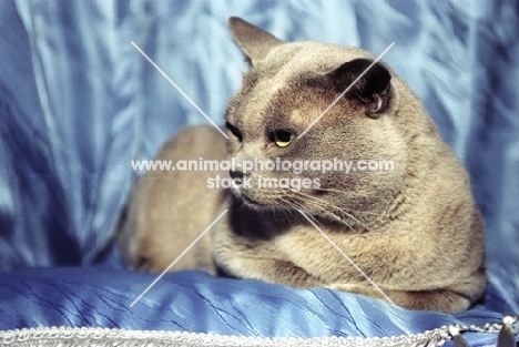 lilac coloured british shorthair