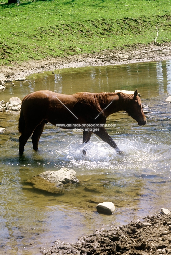 quarter horse crossing a stream