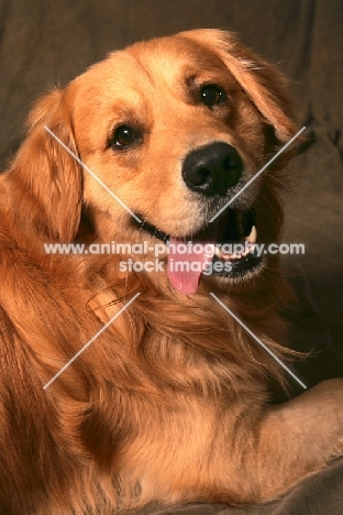 Golden Retriever looking towards camera