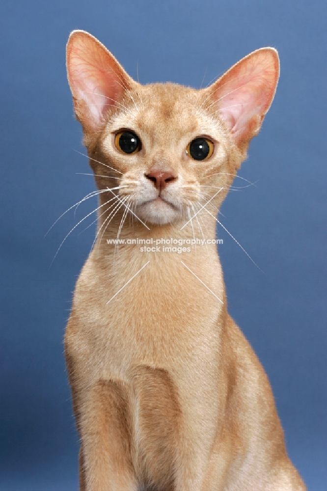 fawn Abyssinian portrait